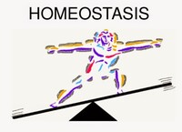 Homeostase is het streven van het lichaam om het inwendig milieu ten aller tijden constant te houden.